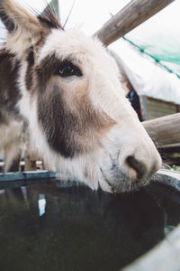 Close-up of donkey over trough outdoors