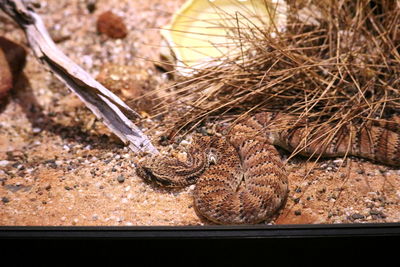 Close-up of lizard