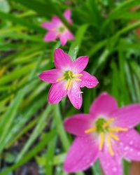 Close-up of pink flowers blooming outdoors