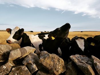 View of cows on rock against sky