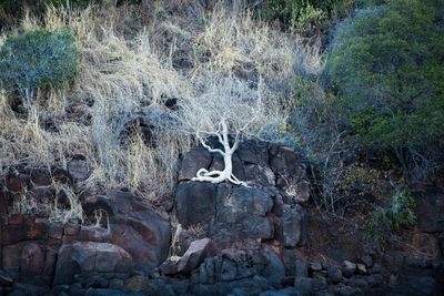 View of an animal on rock