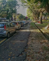 Road passing through trees