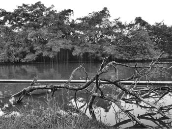 Fallen tree by lake in forest against sky