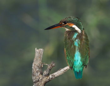 Close-up of bird perching on a branch