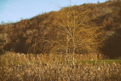 View of tree against sky