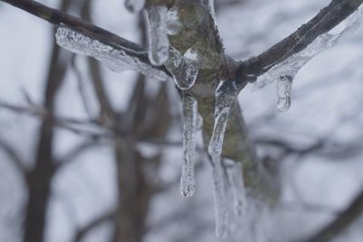 Close-up of frozen water on branch