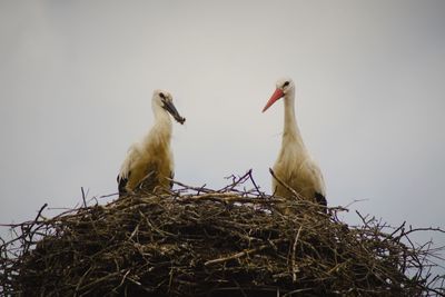 Close-up of birds in nest against clear sky