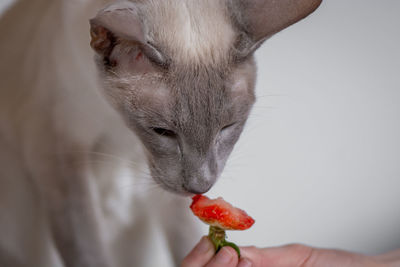 Close-up of cat