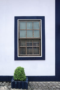 Potted plant on window of building