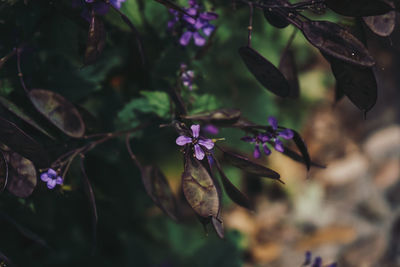 Close-up of purple flowering plant