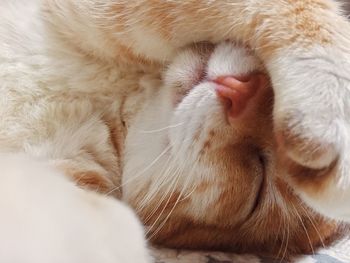 Close-up of cat sleeping