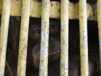 Close-up of monkey on fence