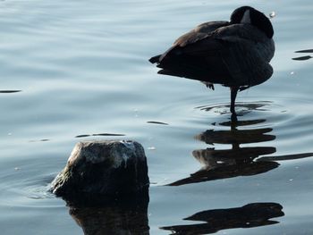 Bird perching on a lake