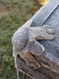 Close-up of lizard