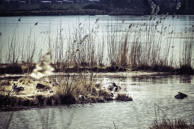 Ducks swimming in lake