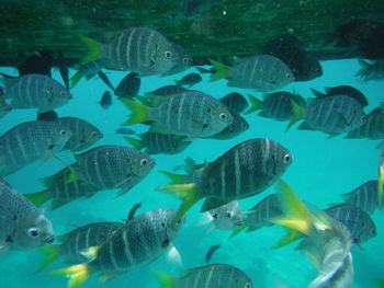 Fish swimming in sea