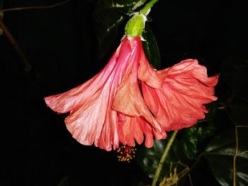 Close-up of pink hibiscus blooming outdoors