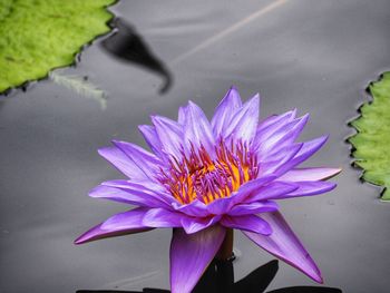 Close-up of purple water lily in lake