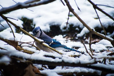 Close-up of bird perching on branch during winter