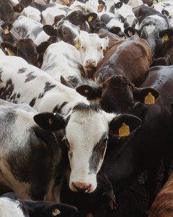 Close-up portrait of cow