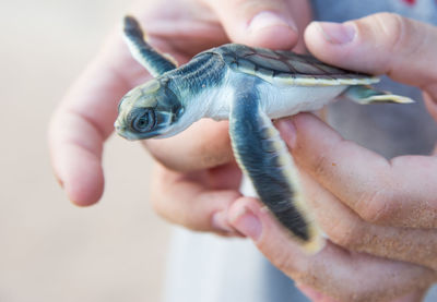 Close-up of hand holding fish