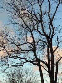 Low angle view of bare tree against sky