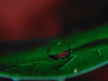 Close-up of water drops on leaf