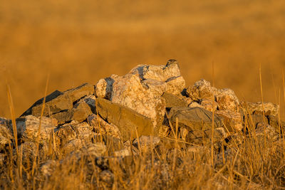 Close-up of rock on field