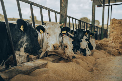 Calves eating fodder at farm