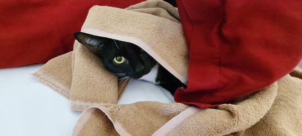 Close-up of a cat resting