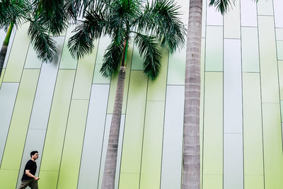 Palm trees in front of wall against sky