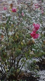 Close up of flowers blooming on tree