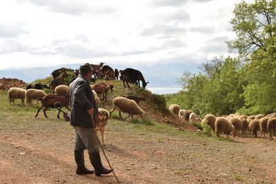 Sheep in a field