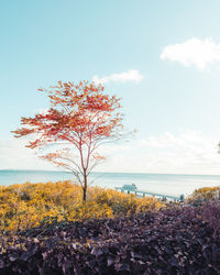 Tree by sea against sky