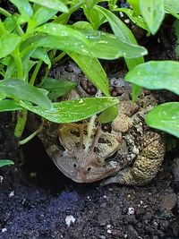 High angle view of snake on mud