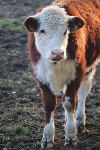 Portrait of cow standing on field