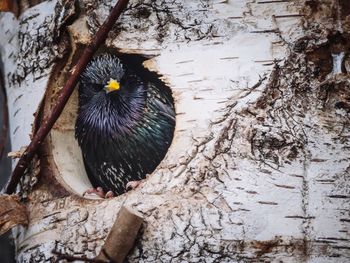 Close-up of bird perching on tree