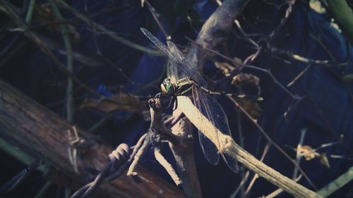 Close-up of spider on web