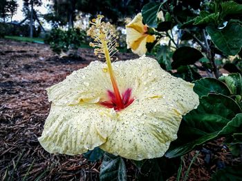 Close-up of yellow flower