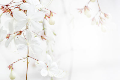 Close-up of white cherry blossom plant