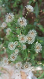 Close-up of flowers