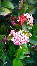 Close-up of pink flowers blooming outdoors