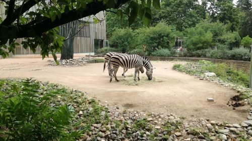 Zebra crossing in a zoo