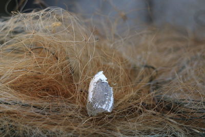 Close-up of shell on fishnet.