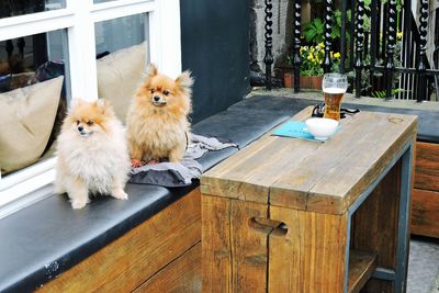 Pomeranians sitting on seat by wooden table against window