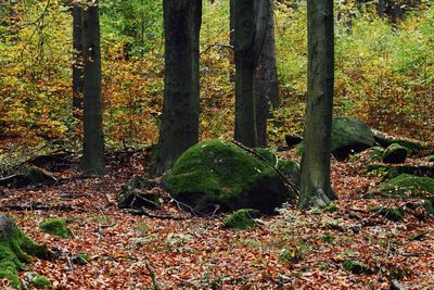 Trees in forest during autumn