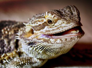 Close-up of a lizard