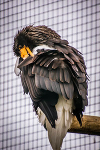 Close-up of bird perching in cage