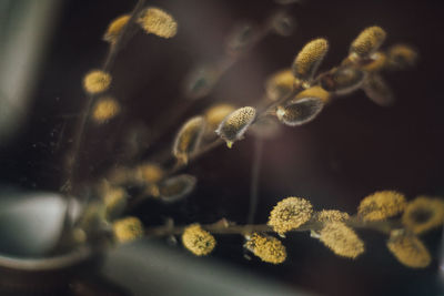 Close-up of a flower