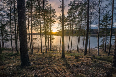 Scenic view of lake in forest